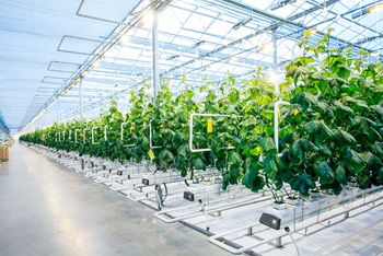 indoor farm