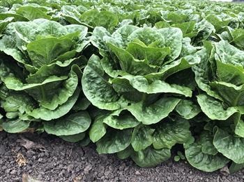 leafy-greens-blog-post