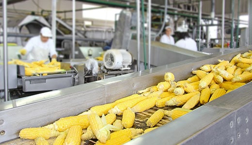 SQF Primary Exam Cover Corn Conveyor