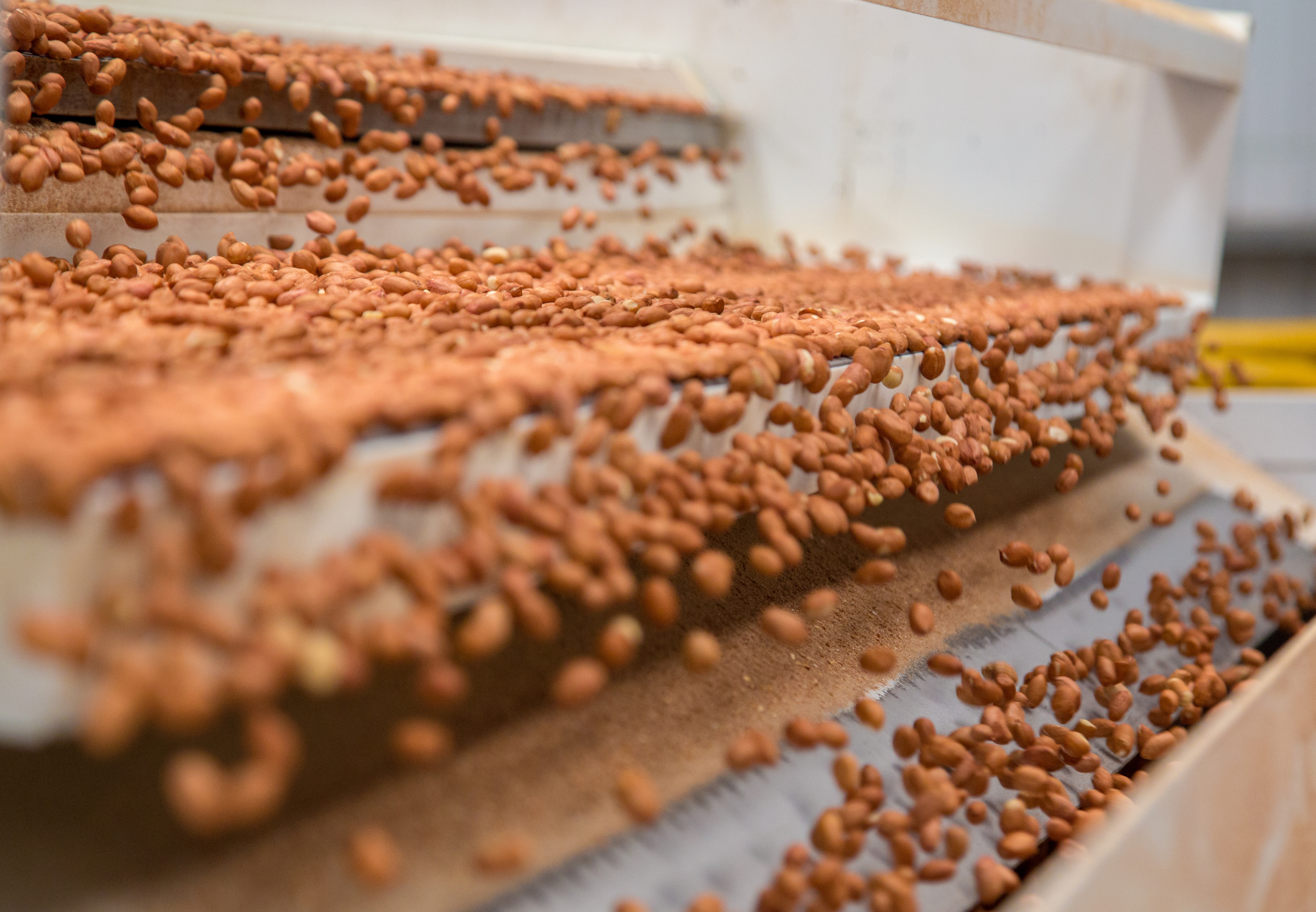 Peanuts on Conveyor